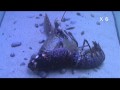 Mue de homard / Lobster molting