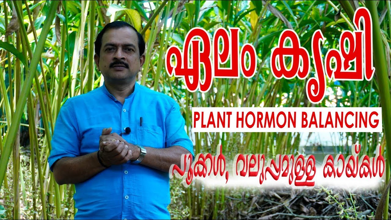 ഏലം കൃഷി | പ്ലാന്റ് ഹോർമോണുകളുടെ പ്രാധാന്യം  |  Cardamom cultivation | Importance of plant hormones