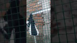 Download lagu Pancingan kacer durasi pendek mp3 Download lagu Pancingan kacer durasi pendek mp3