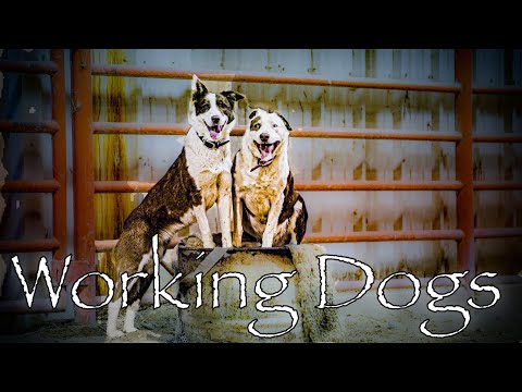 I LOVE TO WATCH A GOOD COW DOG WORK.  #dogs #horses #cows