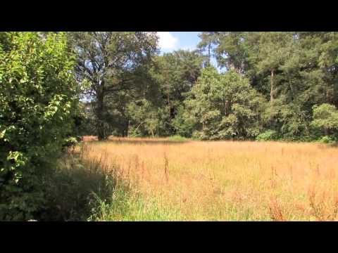 Greenplease : De Zetten 's-Gravenwezel