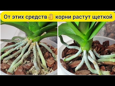 , title : 'После этих средств 100% НАРАСТУТ КОРНИ ОРХИДЕИ || Лучшие подкормки для КОРНЕЙ орхидей'