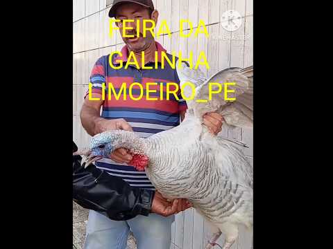 FEIRA DA GALINHA em Limoeiro Pernambuco.#shortsviral #shortsfeed #videoshorts