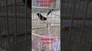 Download lagu murai isian perkici mp3 Download lagu murai isian perkici mp3