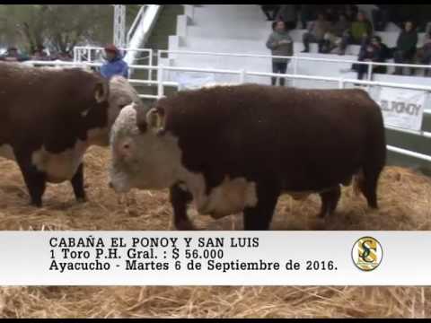 06-09-16 Venta de Toros P.H. Grales - Cabaña El Ponoy y San Luis - Ayacucho.