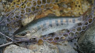 Chasing Wild Trout in a Stunning Blue Valley (Amago & Iwana)