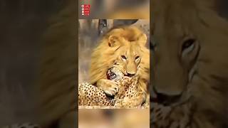 Download lagu Singa Memangsa Macan Tutul! Pertarungan Dua Predator Buas! 🦁🐆 #Shorts mp3
