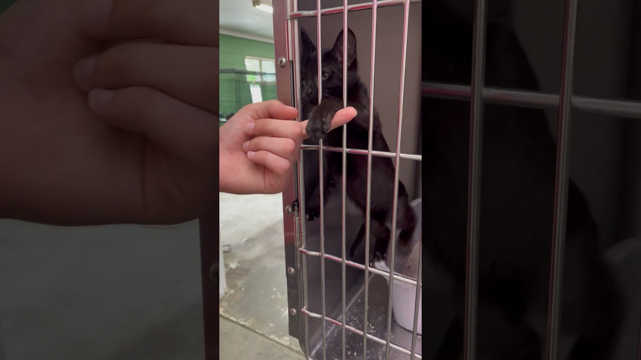 Enlarge Fortune, a Adopted Domestic Short Hair in Heber Springs, AR video 2/2