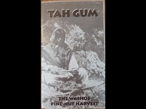 Tah Gum   The Washoe Pine-Nut Harvest