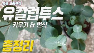 추천식물! 유칼립투스 키우기 