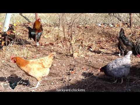 , title : 'Backyard chickens - free range chickens -AGROKOTA.GR'