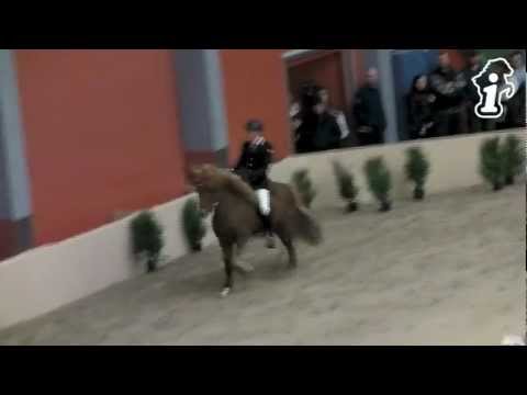 WorldTölt Odense 2013 - Stian & Globus T1 - isibless