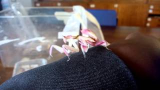 Rosie the Orchid Mantis