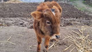 cute baby cow 🐄