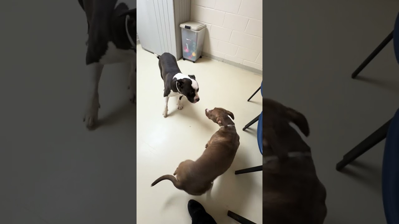 Enlarge Nami- 53235, a Adoptable Pit Bull Terrier in Columbia, MD video 3/6