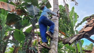 Download lagu MEMBUAT ALAT BANTU PANJAT POHON KELAPA mp3