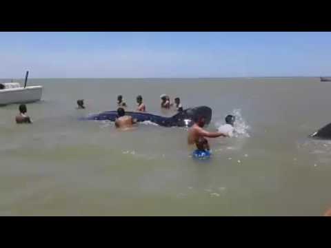 Tiburón bayena en tacuato