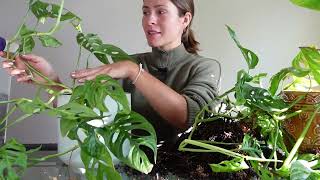 Small Things I Do To Keep Plants Happy through the Winter - Winter Daily Plant Care Routine