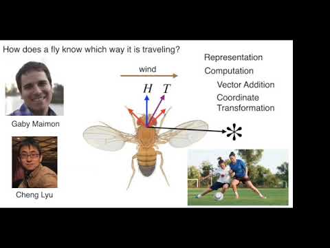World Wide Theoretical Neuroscience Seminar: Larry Abbott, November 4, 2020