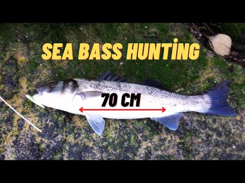 Beach Lure Fishing For Sea Bass - Lure Fishing For Sea Bass - Sea Bass Fishing
