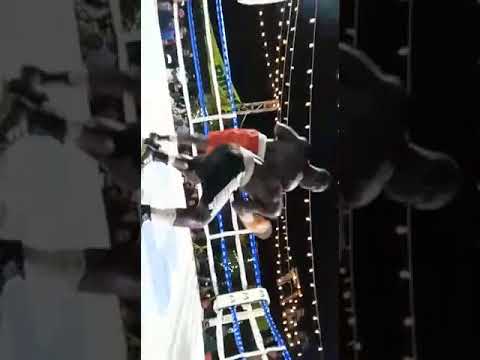 musuuza de cobra vs atanus mugerwa(featherweight)