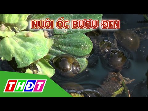 , title : 'Nuôi ốc bươu đen mang lại hiệu quả kinh tế cao | Khuyến nông - 13/4/2021 | THDT'