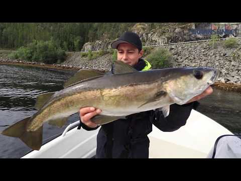 Monster pollock fishing on light equipment