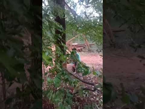 cobra caninana, na fazenda aqui em dois irmão do buriti, Matogrosso do sul