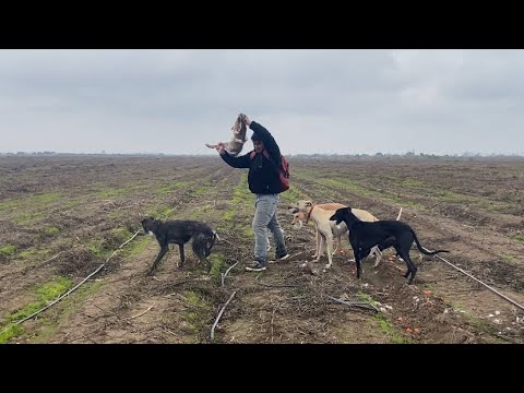 🤠Caceria de liebres en séptima región del Maule Parral🐇🐕🤠🇨🇱 [caceria fishing todocaza]