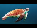 Turtle Youtube Audio Library No Copyright Music Youtube Audio Library Background Music