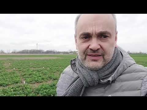 Virtueller Feldrundgang Nordost | In Wintergetreide und Winterraps die richtigen Prioritäten setzen!