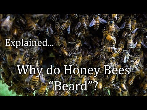 , title : 'Honey Bees Bearding Outside the Bee Hive! FAQ 33 Why do they do that? Bees Clustered.'
