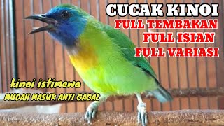 Download lagu Masteran handal cucak kinoi full tembakan besetan tajam variasi mp3 Download lagu Masteran handal cucak kinoi full tembakan besetan tajam variasi mp3