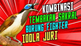 Download lagu MASTERAN WAJIB!! Masteran Tembakan Rapat dan Kasar Untuk Burung Fighter // Masteran Murai Batu mp3