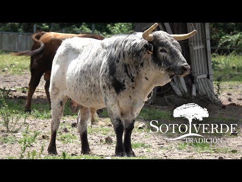 Dando de Comer a los Toros Bravos en Finca SotoVerde