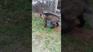 German shepherd fun here at the Wolfgang haus ranch