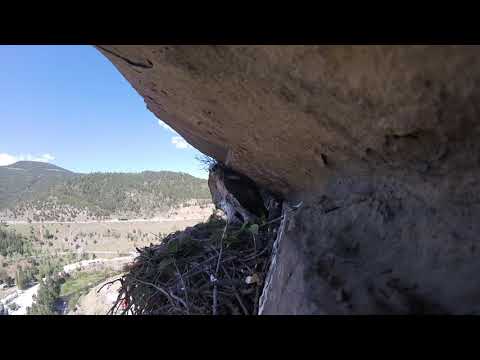 Redtail Hawk baby week 4