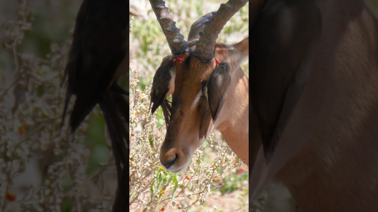 Red-billed oxpecker foraging on impala biology – Key Takeaways