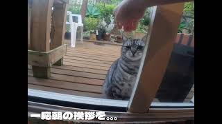 NZ在住主婦トレーニーの朝とお猫さま