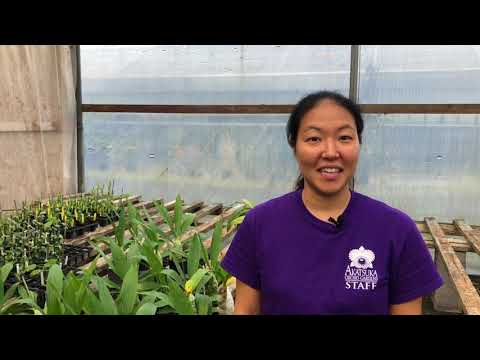 AOG Catasetum Orchid Care