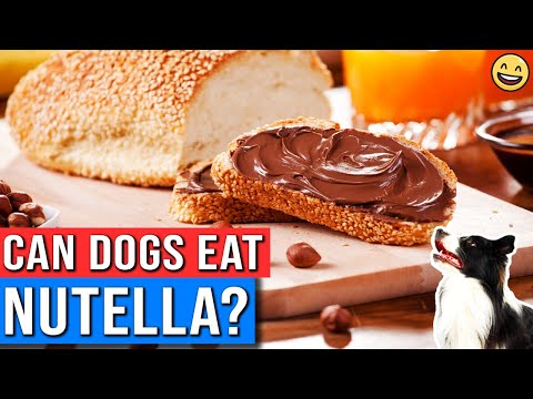 2nd YouTube video about how much nutella can kill a dog