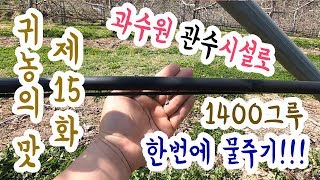 과수원 4000평 한번에 물주기!! 관수시설(drip irrigation system) 선택이 아니라 필수!…
