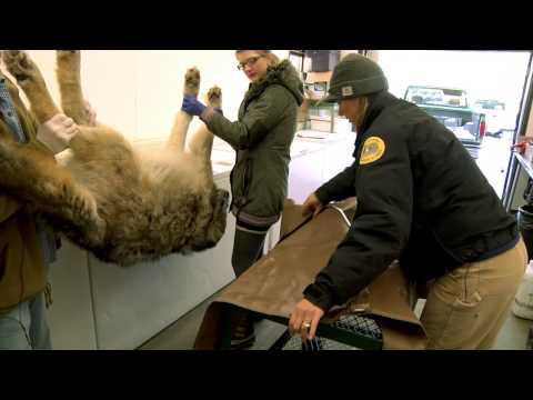 狼を手に入れる (Getting the Wolf)