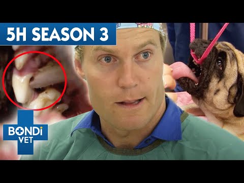 The Complete Season 3 | 5 Hours of Full Episodes | Bondi Vet Compilation
