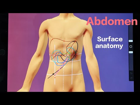 Surface marking of abdomen | Surface anatomy of Abdomen