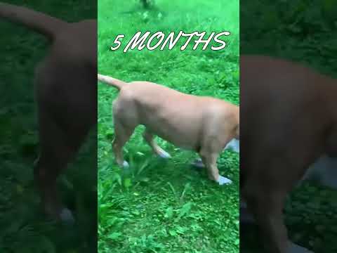 American Staffordshire Terrier - From Puppy to Dog Transformation (From 6 Weeks to 1 Year)