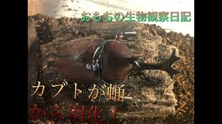 カブトムシの成長記録！サナギから羽化を観察してみた！