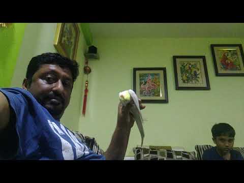 Cockatiel massage spa