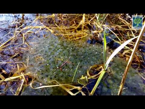 [ACTU] Suivi de la grenouille rousse - Hierle (31)