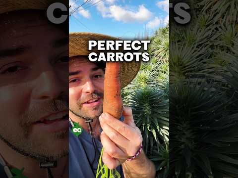 Discover the Key to Growing Perfect Carrots!